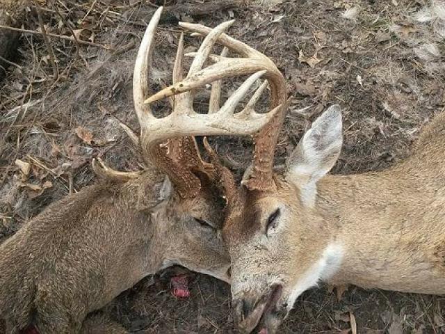 Phi thường - kỳ quặc - Hai hươu đực kẹt cứng gạc, chết thảm sau trận tử chiến