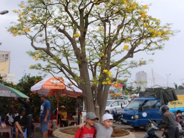 Tin tức trong ngày - Đã mắt với mai khủng "dáng đa đầu làng" 2 tỷ đồng