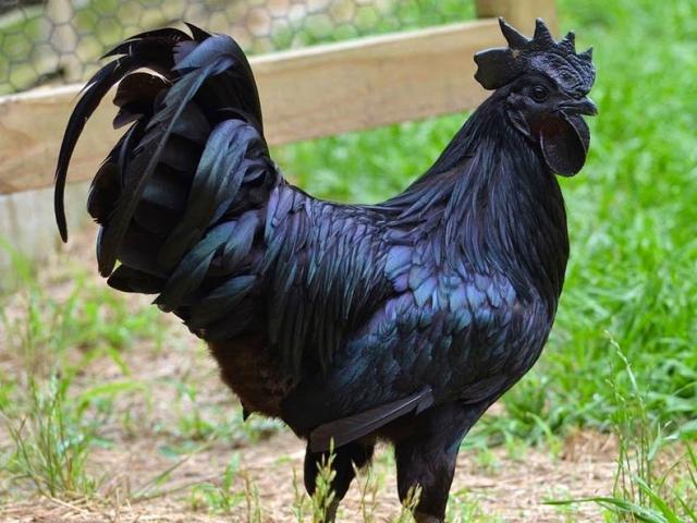 Giống gà đen từ máu đen ra đắt nhất thế giới