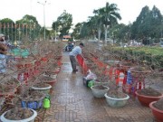 Thị trường - Tiêu dùng - Đắk Lắk: Nhà vườn &quot;ngồi trên đống lửa&quot; khi chợ hoa vắng bóng người mua