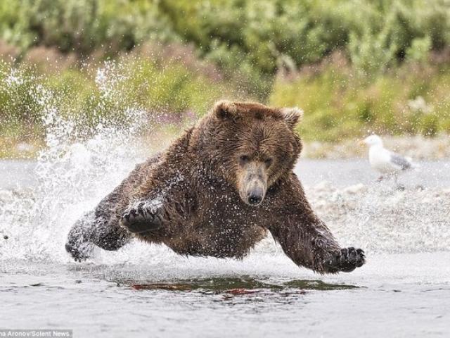 Gấu nâu 180kg “bay” trên không bắt cá hồi