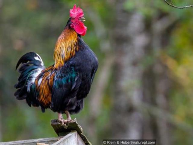 Thế giới - Gà có thực sự kém thông minh như con người nghĩ?