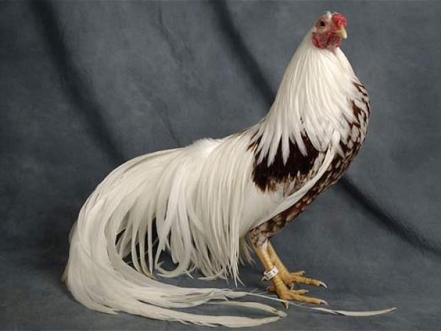 Thế giới - Những giống gà sắp tuyệt chủng vì… không ai ăn