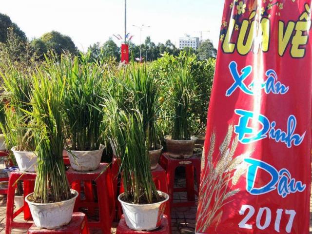 Thị trường - Tiêu dùng - Nhà vườn "kỳ lạ" ở Tây Nguyên