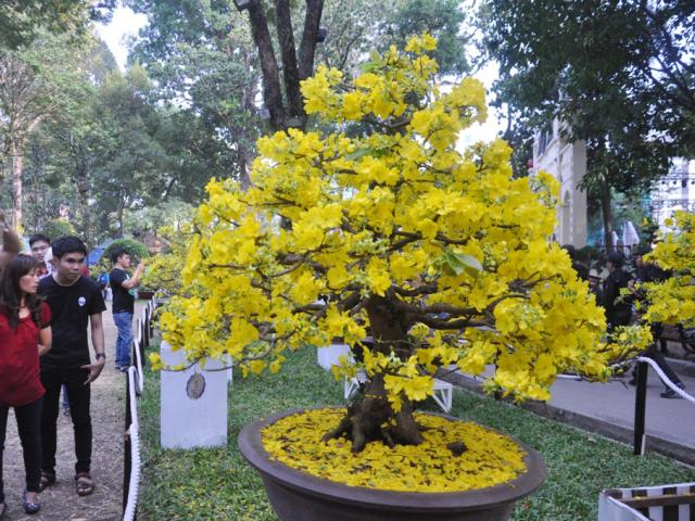 Tin tức trong ngày - Ngắm mai giật giải đặc biệt, “hái” vàng ở Hội hoa xuân SG