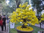 Tin tức trong ngày - Ngắm mai giật giải đặc biệt, “hái” vàng ở Hội hoa xuân SG
