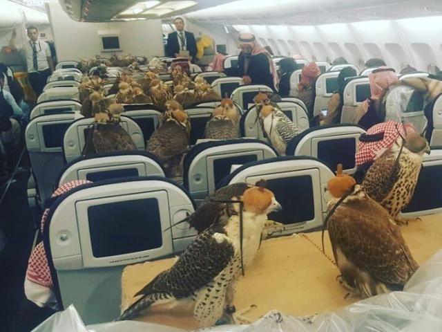 Hoàng tử Saudi mua vé máy bay cho 80 con chim ưng