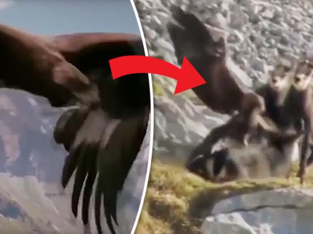 Thế giới - Video: Đại bàng "mất mặt" vì trót quắp dê núi quá to