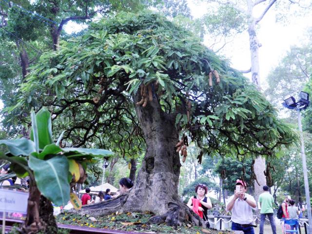 Tin tức trong ngày - Cây cảnh siêu đẹp giật giải vàng hút hồn người xem