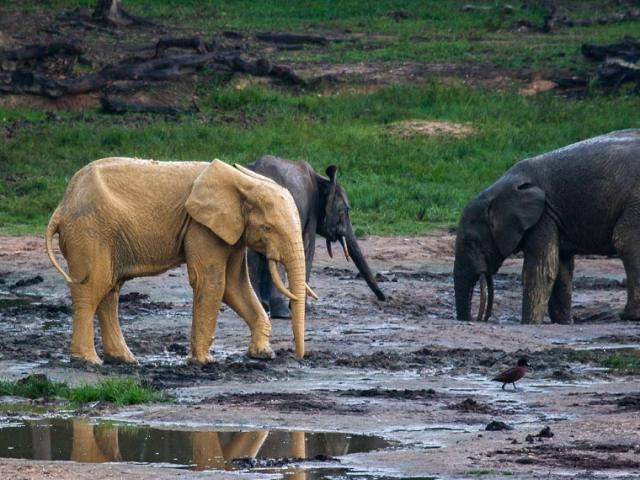 Phi thường - kỳ quặc - Voi châu Phi bỗng hóa "vàng" sau khi tắm bùn