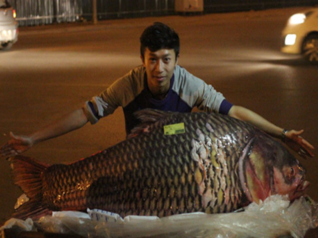 Cá hô đỏ ”khủng” gần 100kg xuất hiện ở Hà Nội