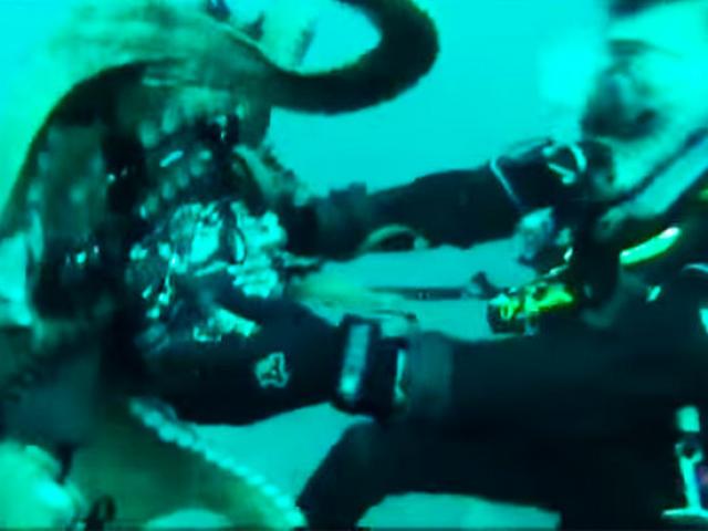 Video: Bạch tuộc khổng lồ dùng xúc tu đấu vật với thợ lặn