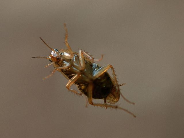 Phi thường - kỳ quặc - Kinh hãi gián chui vào sống trong đầu người phụ nữ