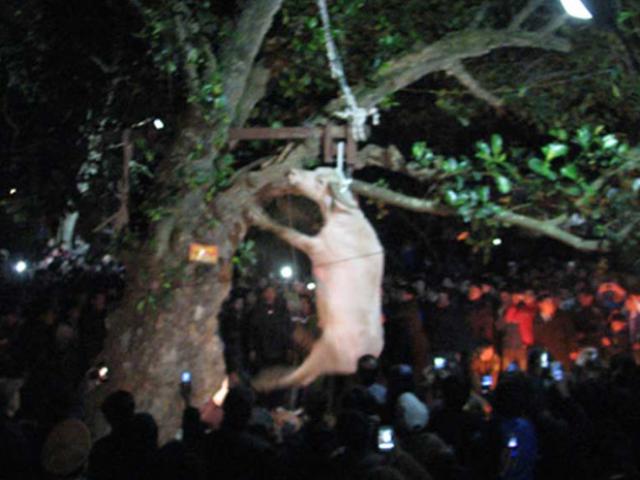 Tin tức trong ngày - Sẽ chấm dứt việc treo trâu đến chết trong lễ hội