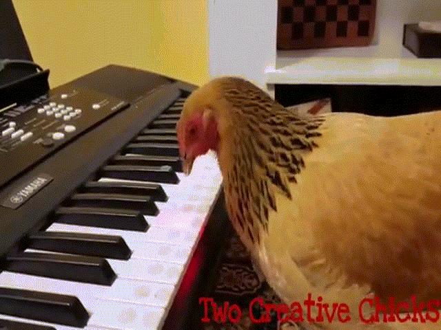 Phi thường - kỳ quặc - Gà mái chơi piano điêu luyện bản "Nước Mỹ tươi đẹp"