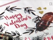 Bạn trẻ - Cuộc sống - Giới trẻ Mỹ tặng gián làm quà ngày lễ tình yêu Valentine