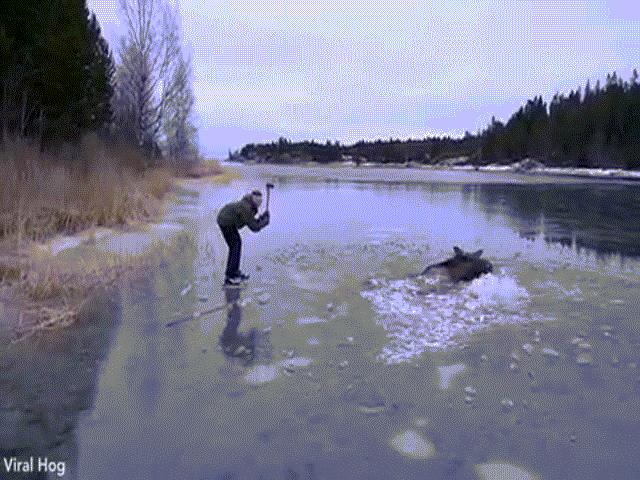 Thế giới - Thụy Điển: Dùng rìu đập nứt hồ băng, giải cứu nai mắc kẹt