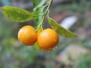 Pháp luật - Hai trái quất cũng làm nên án mạng!