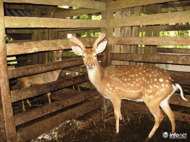 Thị trường - Tiêu dùng - Lộc trong nhà ở ngay trên đầu con hươu!