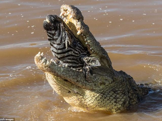 Thế giới - Ngựa vằn nằm trong bụng cá sấu, đầu "ngắc ngoải" thò ra