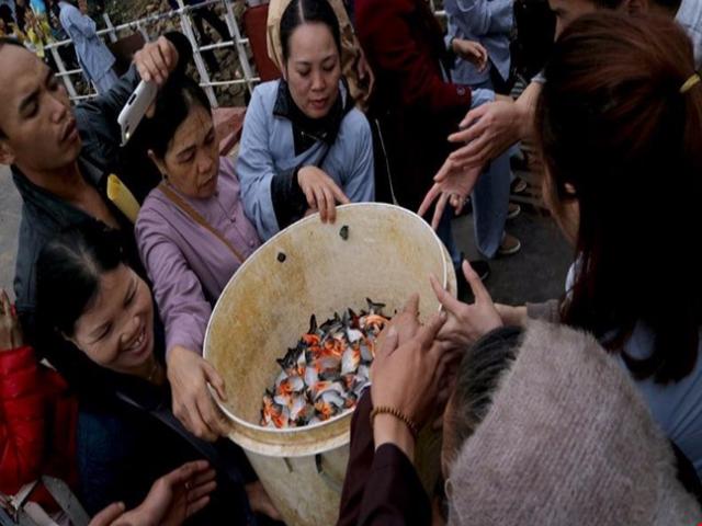 Tin tức trong ngày - “Phóng sinh cá chim trắng không gây nhiều nguy hại”