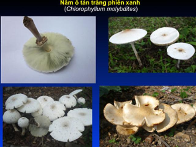 Sức khỏe đời sống - Không muốn chết vì nấm độc, cần phải biết những cách sau