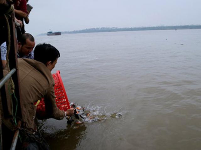 Đã xác định loại cá phóng sinh nghi “cá ăn thịt” ở Sông Hồng