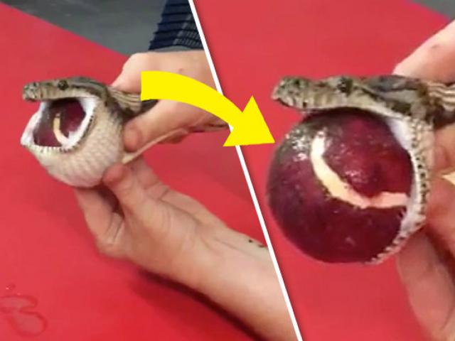 Thế giới - Trăn quằn quại đau đớn vì "chén" nhầm đồ vật của người