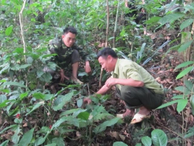 Tin tức trong ngày - Chuyện về những người giữ "báu vật" dưới chân dãy Hoàng Liên Sơn