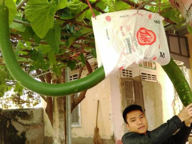 Tin tức trong ngày - Đổ xô đi xem quả bầu "khổng lồ" dài hơn 2 mét