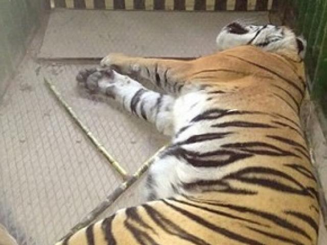 Bắt được con hổ chuyên ăn thịt người nằm võng ở Ấn Độ