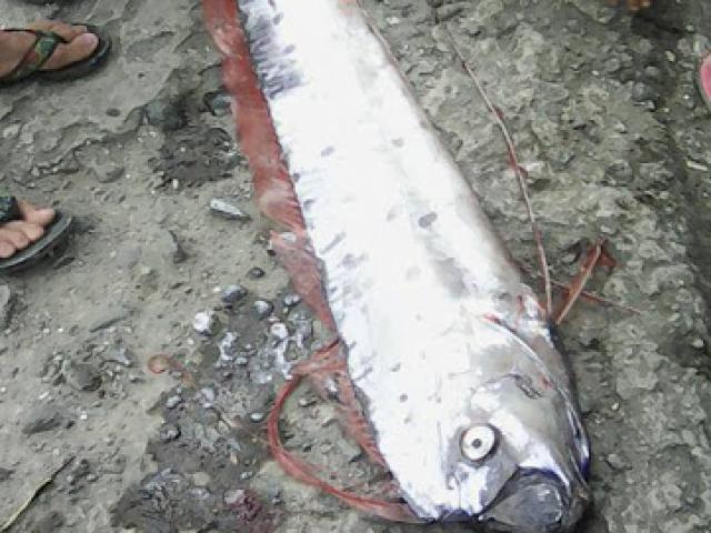 Cá mái chèo khổng lồ tiên đoán động đất ở Philippines?