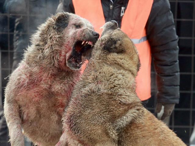 Thế giới - Chọi chó săn máu me đáng sợ ở Kyrgyzstan