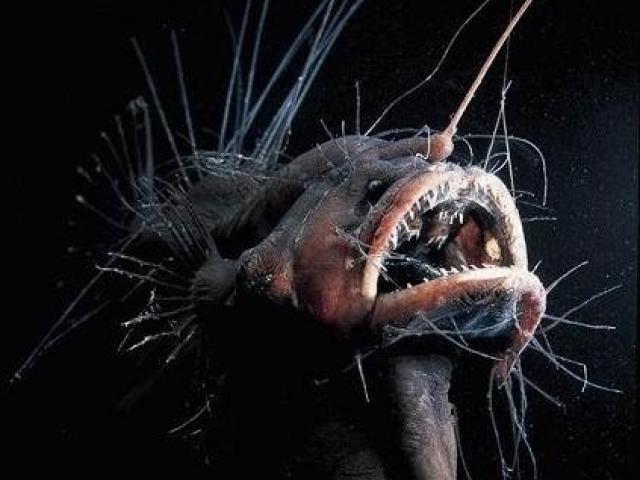 Thế giới - Con người "hạ độc" sinh vật ở khe nứt sâu nhất thế giới