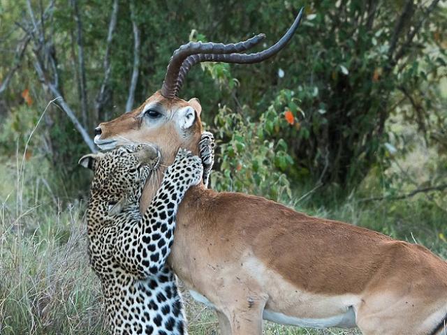 Thế giới - Báo hạ gục linh dương bằng một "nụ hôn thần chết"