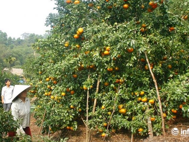 Thị trường - Tiêu dùng - Sương muối "giáng họa", người dân mất tiền tỷ từ cam bù