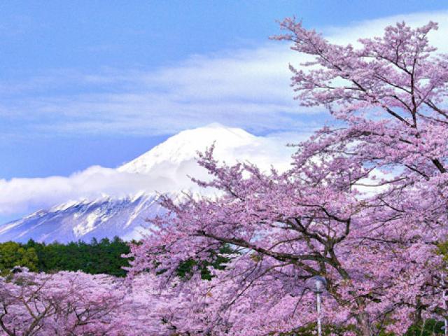 Tin tức du lịch - Nô nức mùa Lễ hội hoa anh đào Nhật Bản