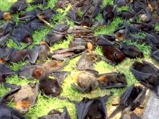 Thế giới - 2.000 cáo bay rơi từ trên trời xuống đất ở Úc