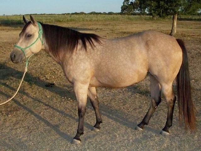 Phi thường - kỳ quặc - Giấu trộm "của quý" ngựa nặng 5kg lên máy bay tới Mỹ