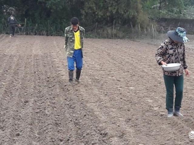 Thị trường - Tiêu dùng - Hà Tĩnh: Dân điêu đứng vì lạc giống không nảy mầm