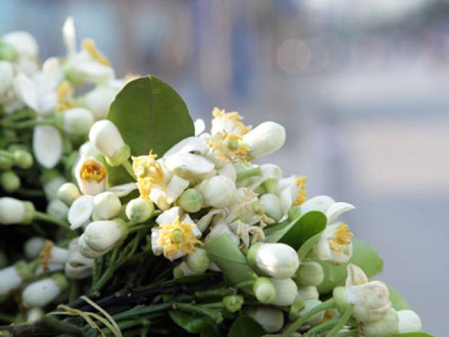 Tin tức trong ngày - Chùm ảnh: Mùa hoa bưởi dịu dàng xuống phố