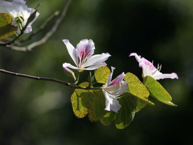 Tin tức trong ngày - Ảnh: Hoa ban Tây Bắc khoe sắc dưới nắng Thủ đô