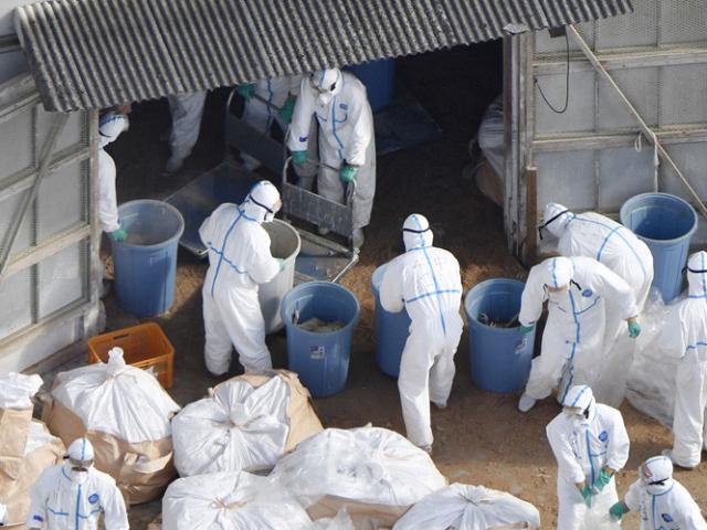 Thế giới - TQ đối mặt dịch cúm gia cầm lớn nhất 100 năm qua