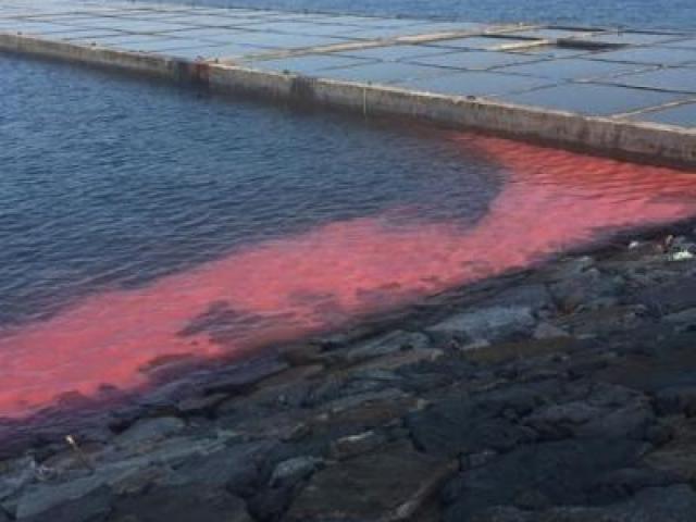 Tin tức trong ngày - Xuất hiện dải nước "lạ" màu đỏ tại cảng Sơn Dương - Vũng Áng
