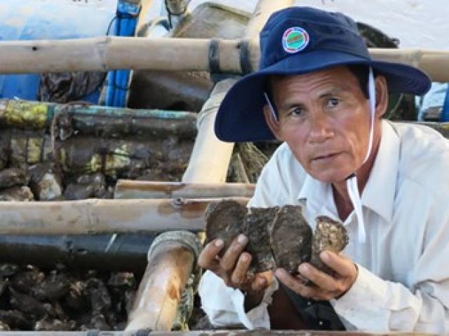 Thị trường - Tiêu dùng - Nuôi hàu nơi chót mũi Cà Mau