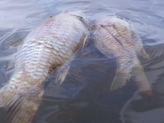 Quảng Nam: Xác minh nguyên nhân cá chết trên sông Bàn Thạch