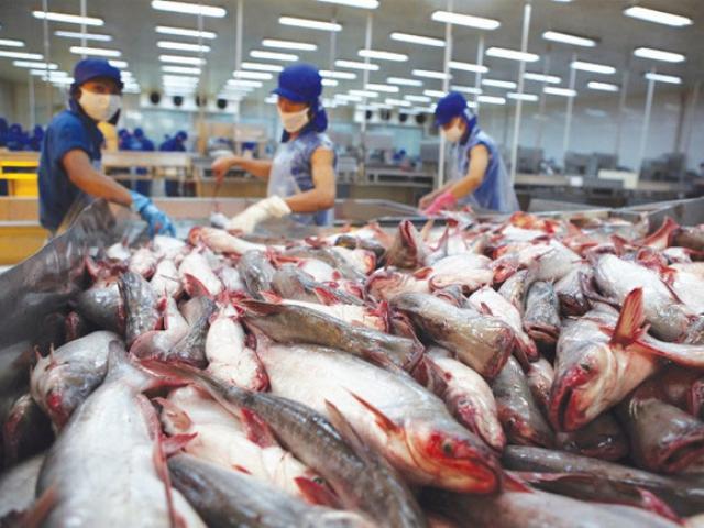 Thị trường - Tiêu dùng - Tập đoàn bán lẻ lớn nhất châu Âu nói gì về cá tra Việt?