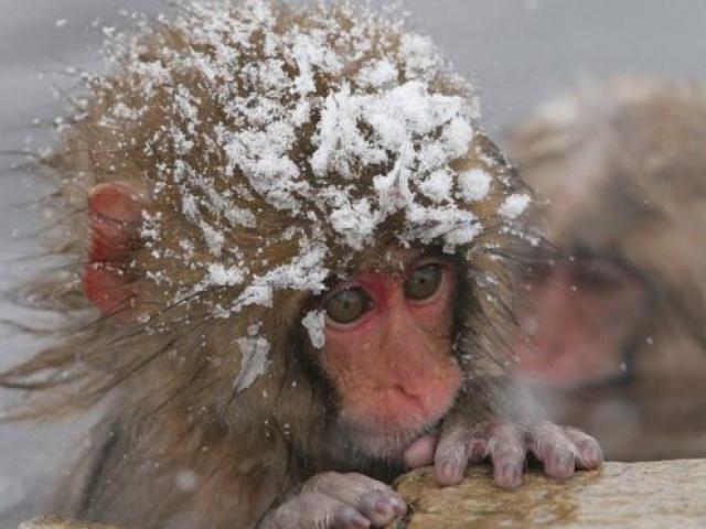 Vì môi trường, sở thú Nhật giết 57 khỉ tuyết