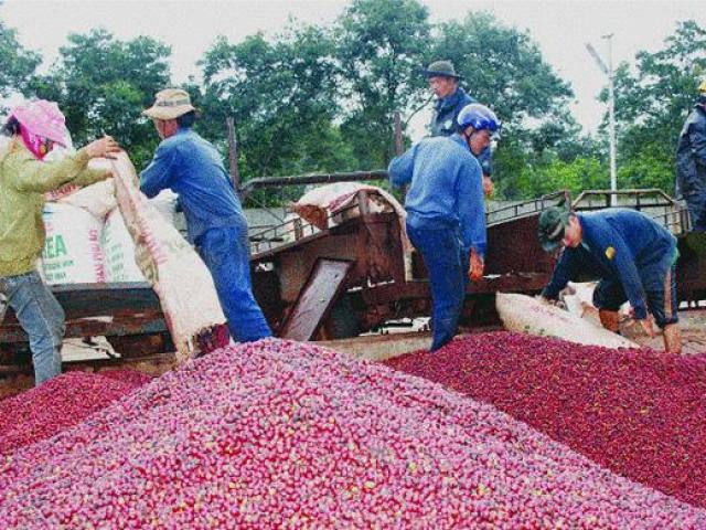 Thị trường - Tiêu dùng - Vì sao 'vương quốc' cà phê Braxin mua cà phê Việt?