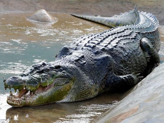 Thế giới - Cá sấu ăn sống chó nhà đang cố gắng bảo vệ chủ ở Mexico